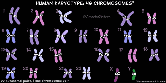 染色体