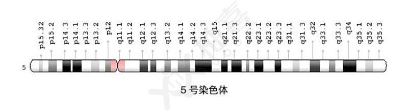 5号染色体图