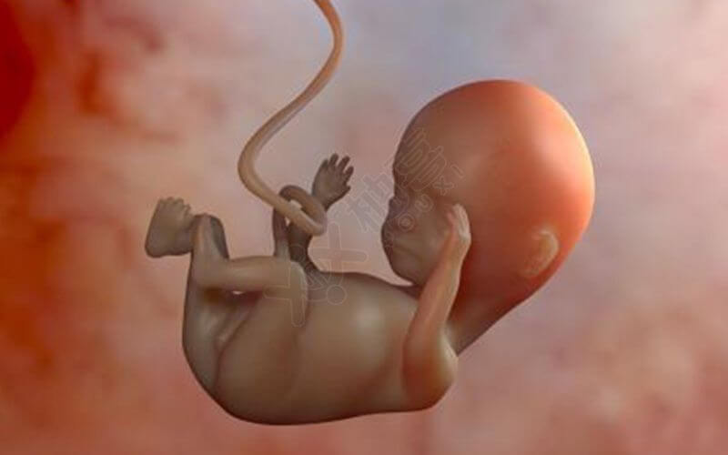 怀孕胎停育