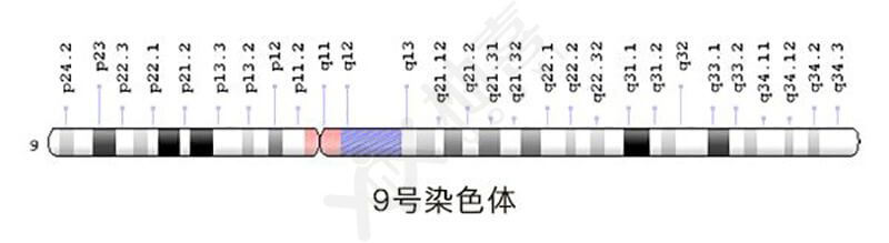 9号染色体图