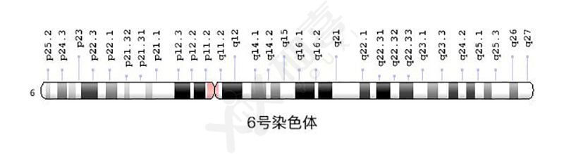 6号染色体图