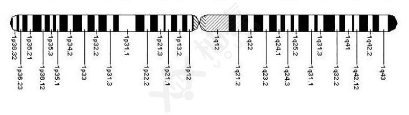3号染色体图表