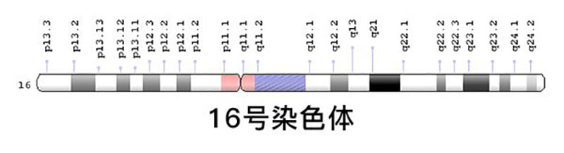 16号染色体图