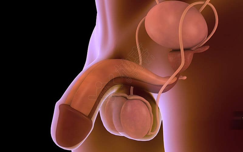 睾丸异常会影响男性生育