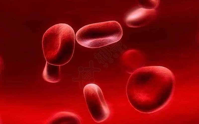 血型rh阳性是什么意思