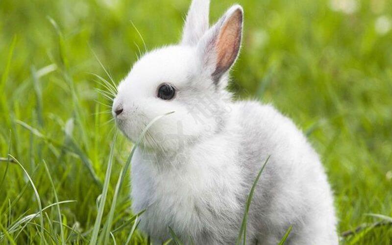 没有一只兔子能活着走出成都
