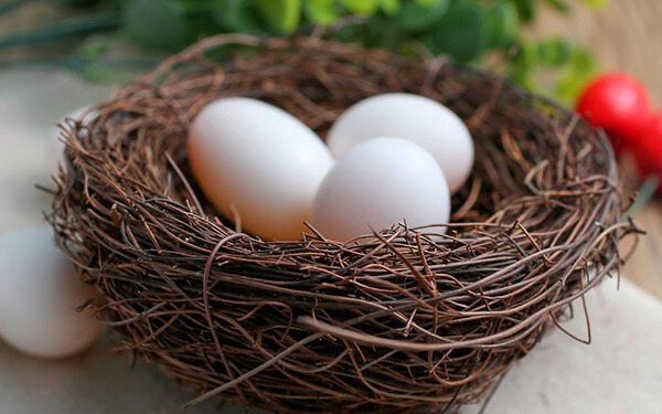 鸽子蛋营养价值高，别信孕妇吃了会造成胎儿早熟的胡话
