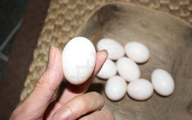 鸽卵