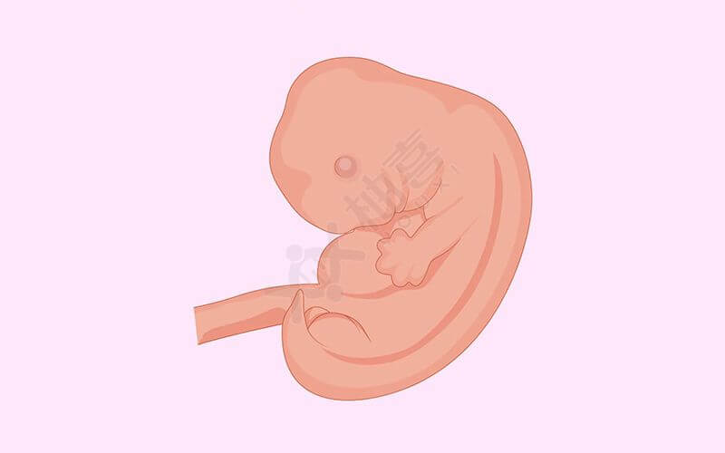 孕三月胎儿发育图
