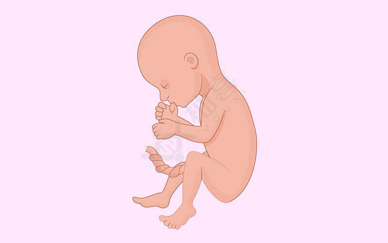 怀孕6个月胎儿形状