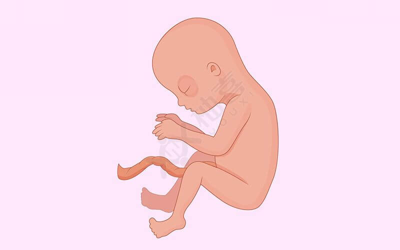 怀孕四个月胎儿发育图