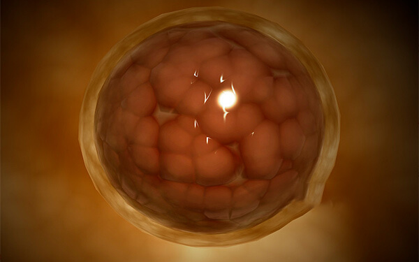 胚胎的样子图片