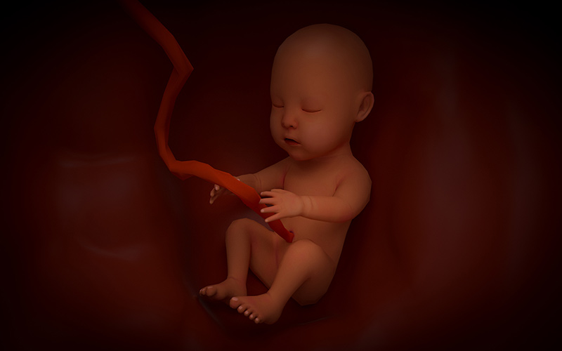 胎儿会在预产期进入女性盆骨处
