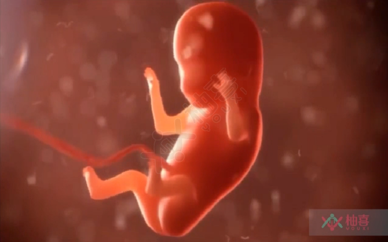 胚胎发育过程-胚胎成长