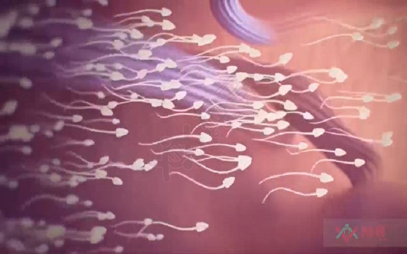 胚胎发育过程-精子