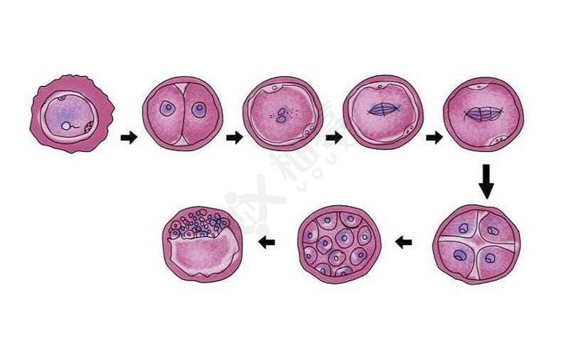 胚胎发育的过程