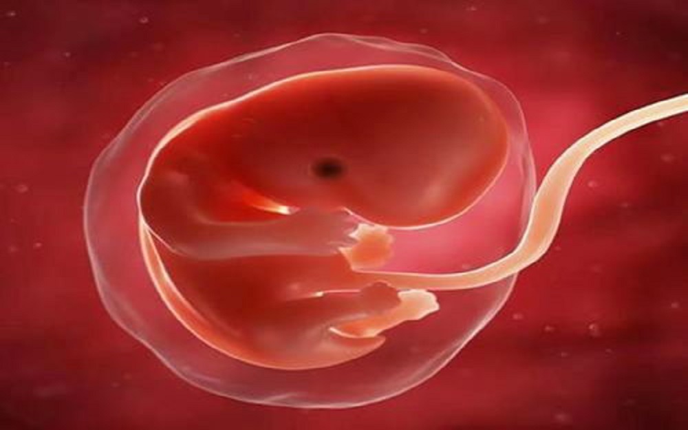 胚胎质量影响试管成功率