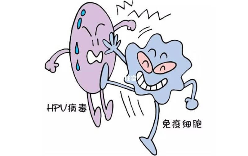 HPV阳性或自动免疫清除