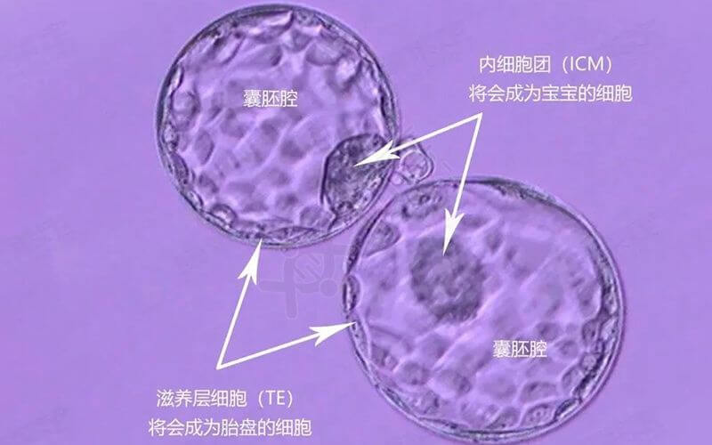 囊胚分裂