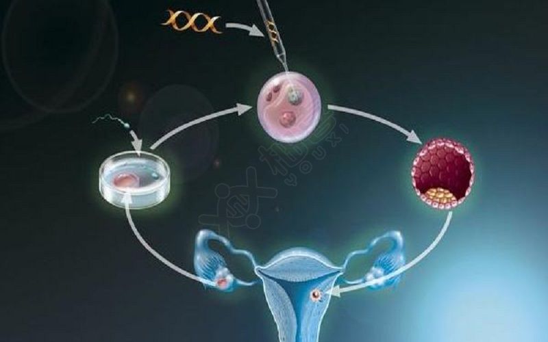 胚胎移植后的过程