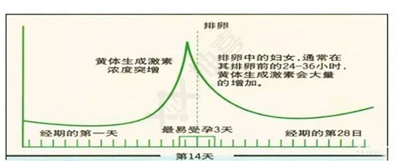 LH与月经周期曲线图