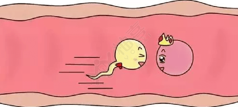 精子和卵子