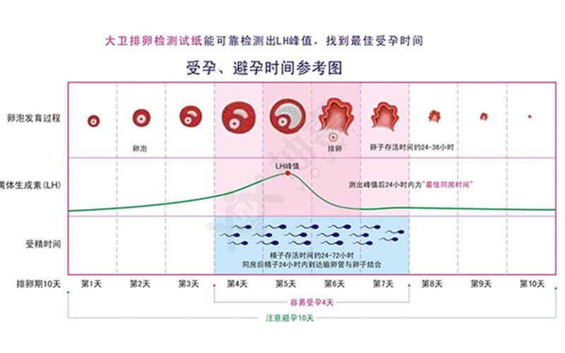 女性排卵期计算表