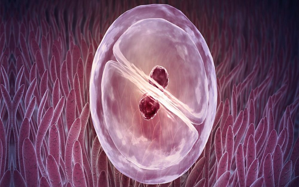 胚胎移植后需注意休息