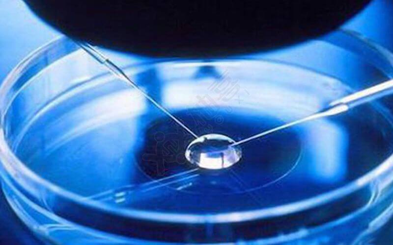 胚胎培养过程