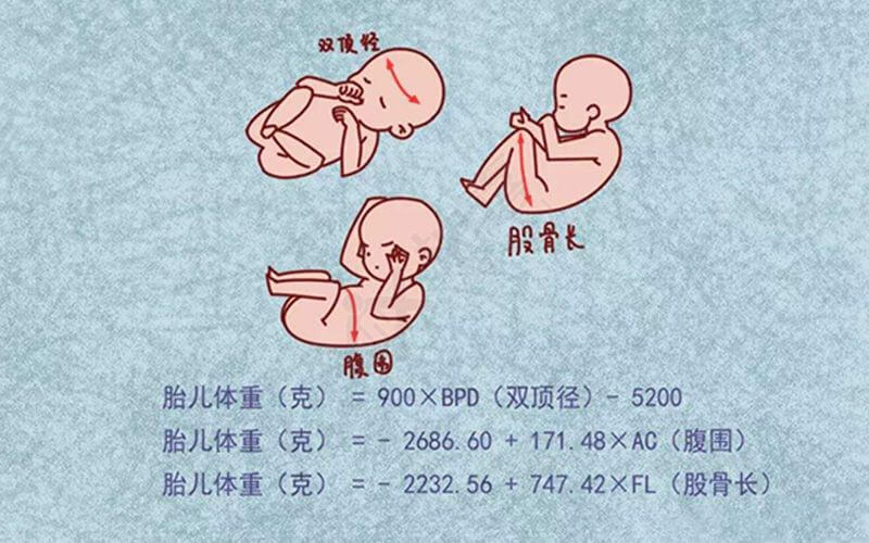 胎儿正常发育指标