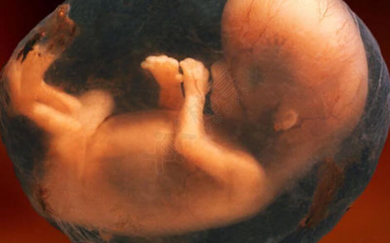 胎儿发育阶段