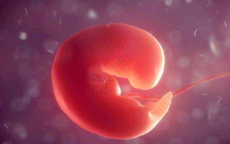 胎芽期的胎儿图