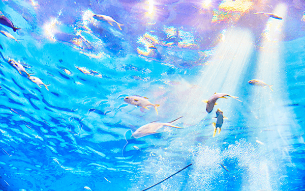 孕晚期做胎梦梦到鱼预示着什么？