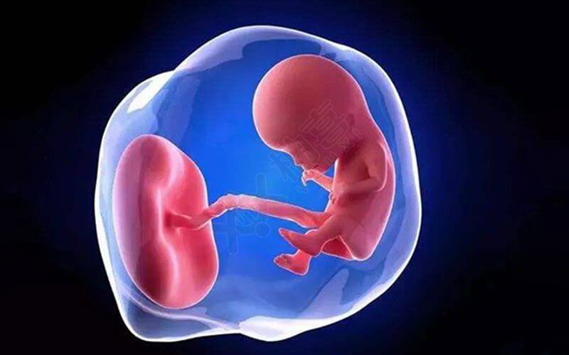 胎盘和胎儿