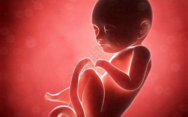 通过胎儿发育情况判断预产期