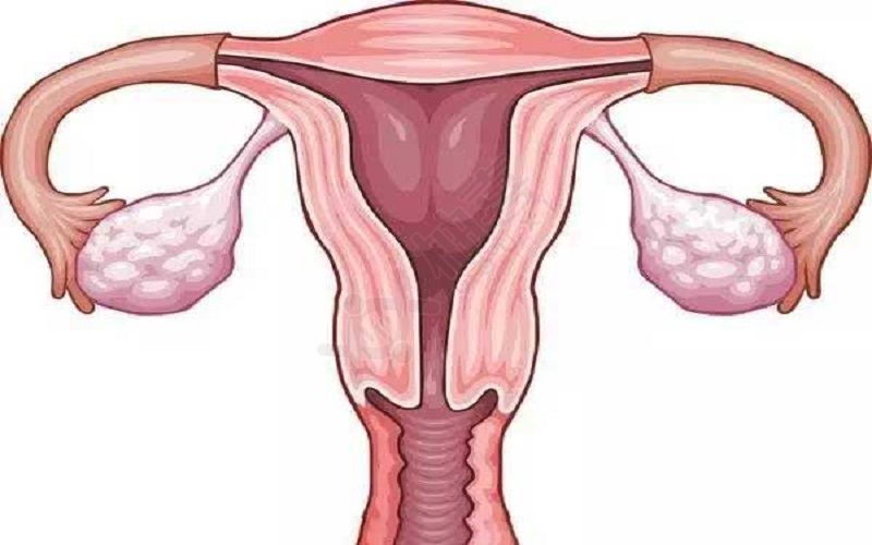 女性卵巢