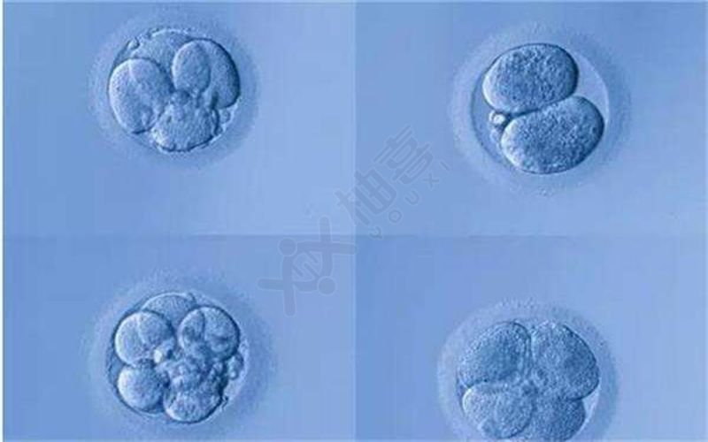 观察卵裂胚情况