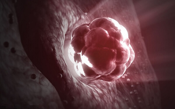 为什么培育的囊胚质量为4bb的比较多?