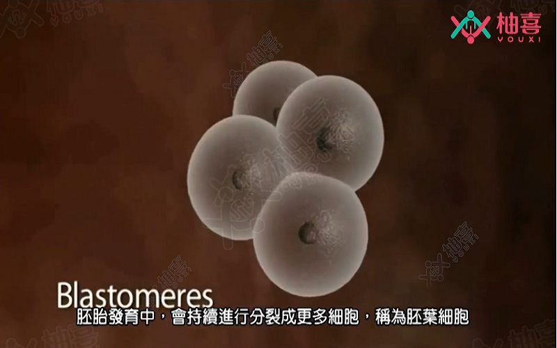 胚叶细胞