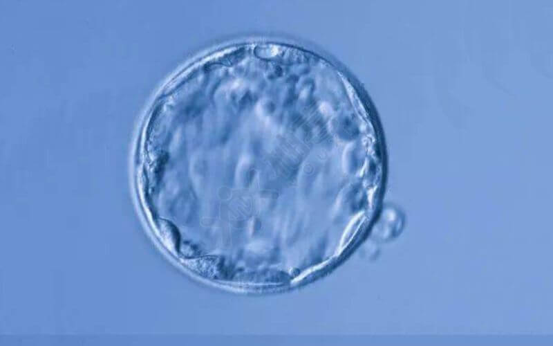 囊胚培养的优势