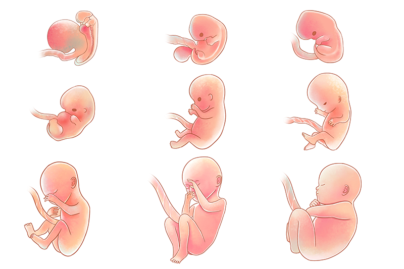 胚胎培养发育