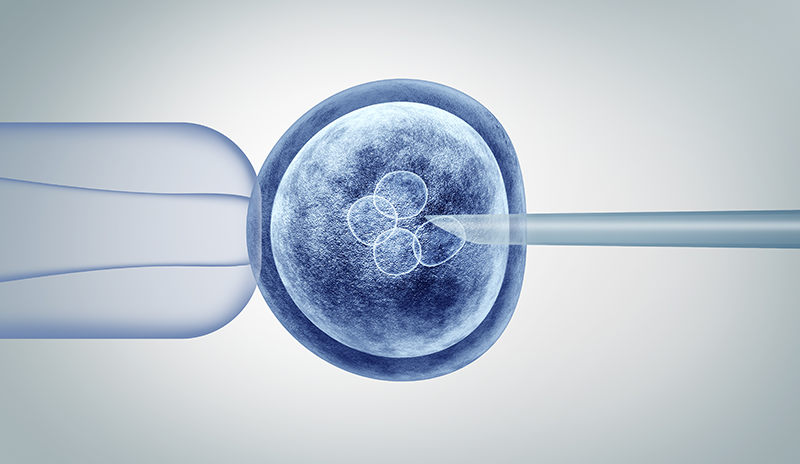 胚胎质量影响其发育