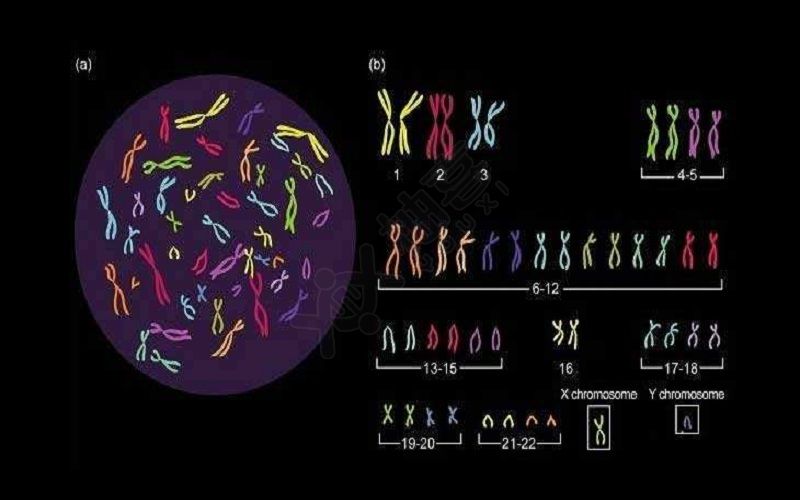 染色体异常分析图