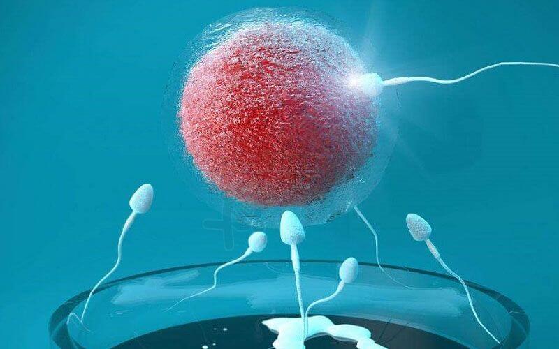 试管胚胎移植过程