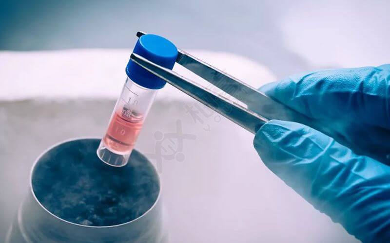 冻胚移植技术