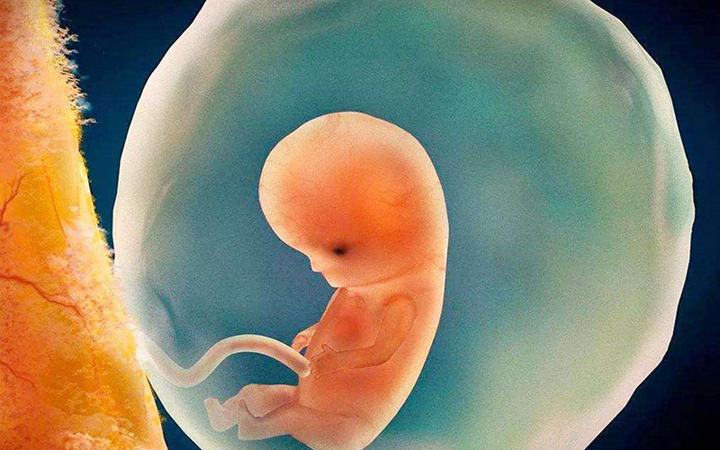 胚胎着床过程