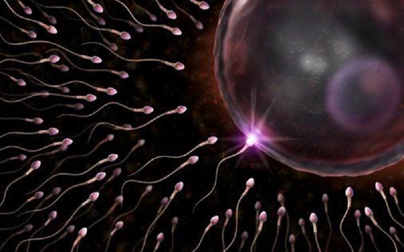 人工授精的精子与卵子