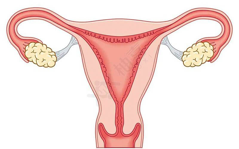 子宫内膜薄影响怀孕