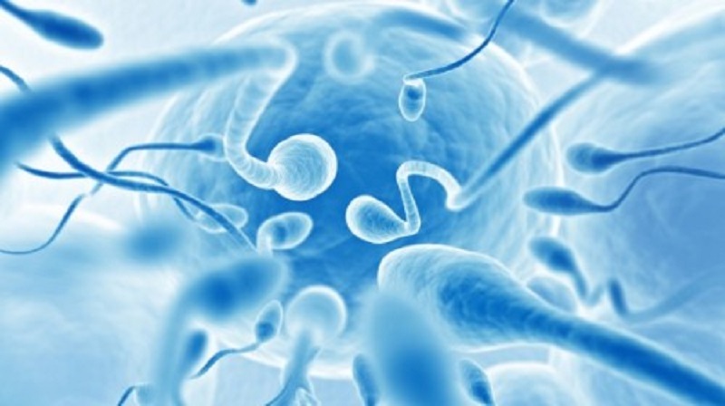 林卡尔和绿胶对精子的影响