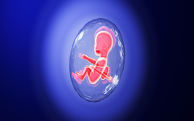 爱乐维帮助胎儿发育